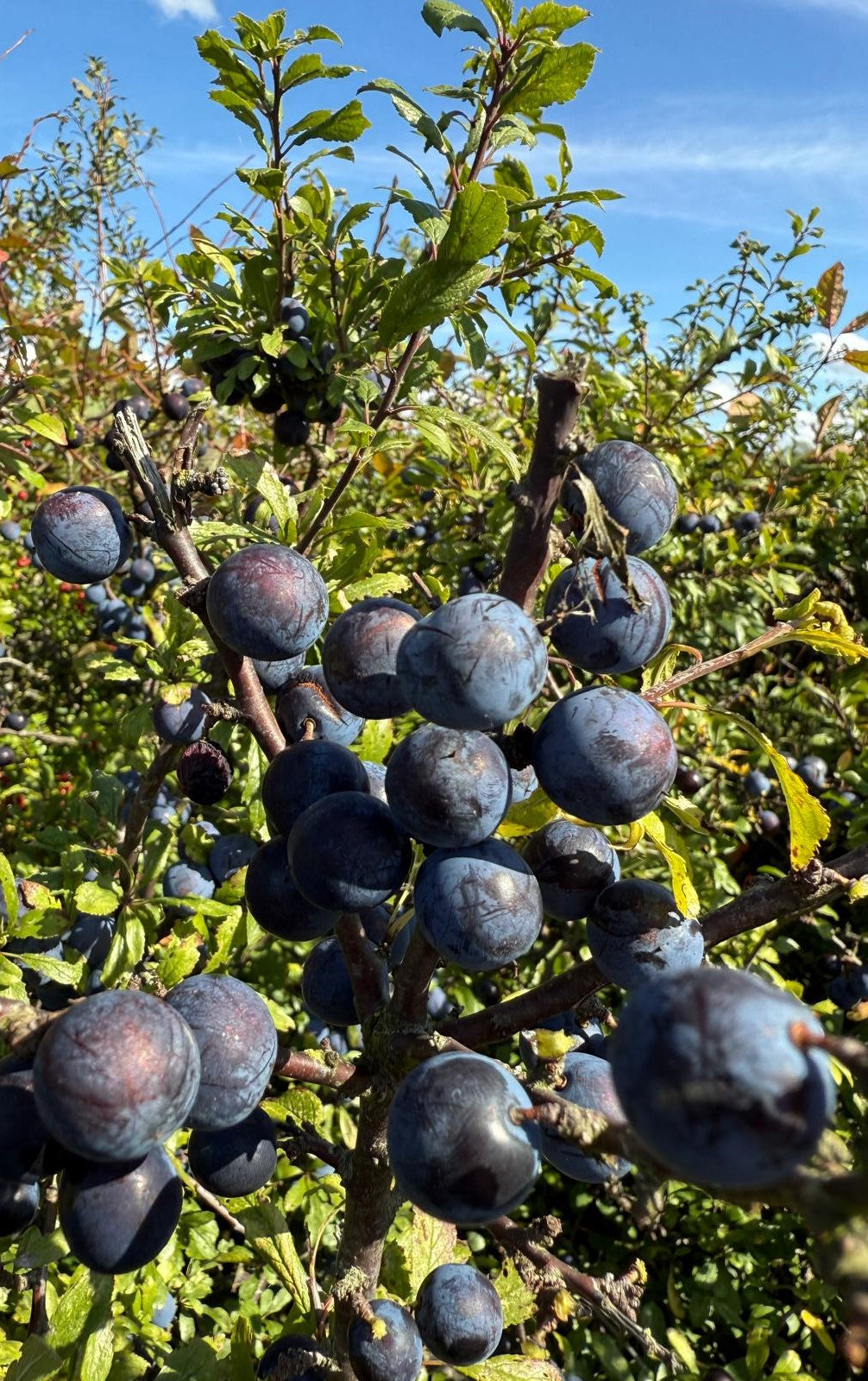 Sloes ready to pick