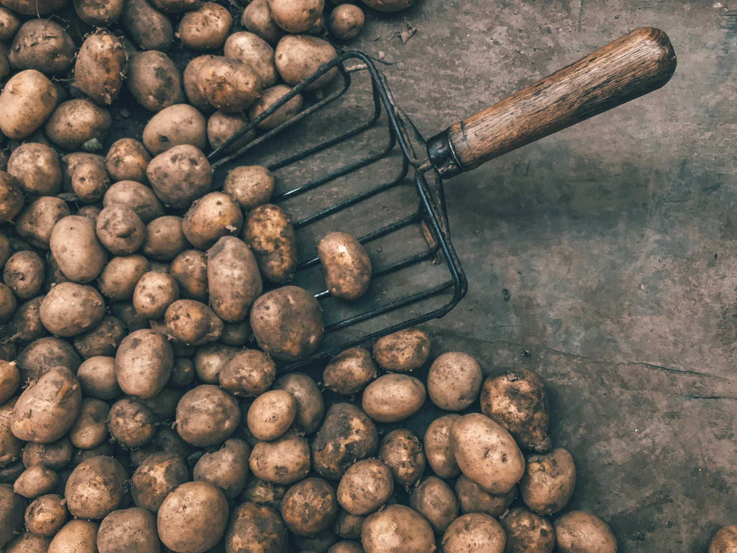 Anticipating this Year's Harvest: Unearthing Excellence in Premium Potato Vodka
