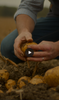 Small batch potato vodka from field to bottle